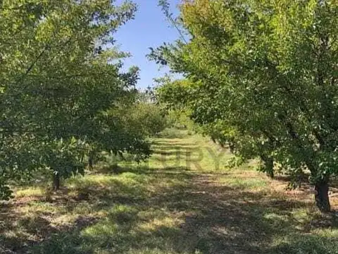 Ruta 177 y calle Artero, Los Claveles, Cañada Seca, San Rafael, Mendoza 100, Piso 0