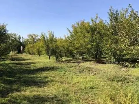 Finca en producción de ciruela, con casa – Los Claveles, Cañada Seca San Rafael, Mendoza