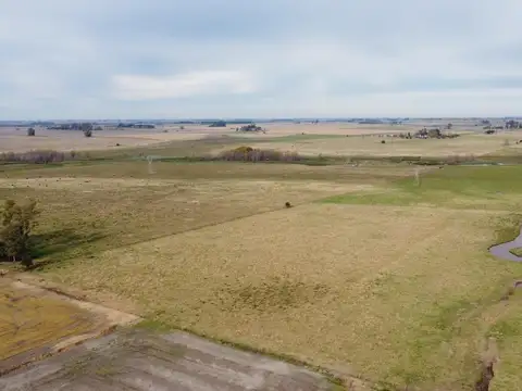 Oportunidad en Baradero: campo mixto de 100 hectáreas en venta