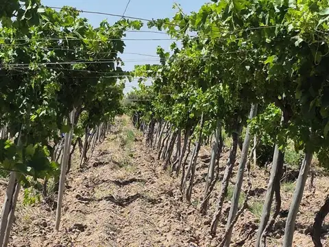 VENTA FINCA EN SAN MARTÍN