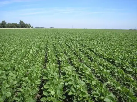 Excelente campo agrícola-ganadero