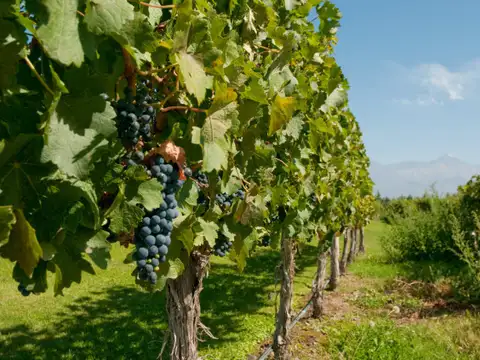 IDEAL INVERSOR: BODEGAy 2 FINCAS EN PRODUCCION EN SAN RAFAEL EXCELENTE UBICACIÓN