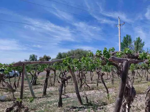 Venta Finca 4,5 Ha en producc San Martin Mendoza