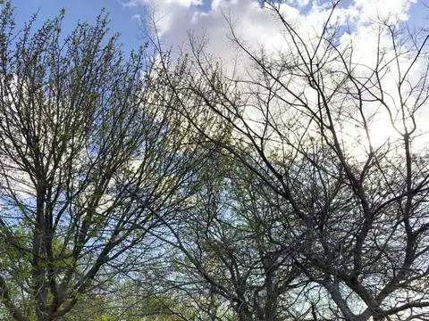 CALLE 9 ENTRE 404 BIS Y 406