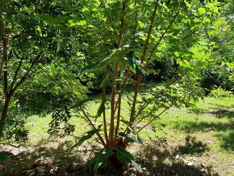 Terreno Lote  en Venta en Carapachay, Vicente López, G.B.A. Zona Norte