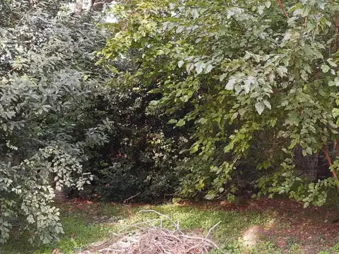 Pio Collivadino 1700