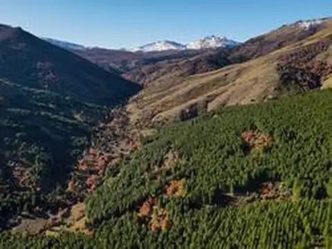 Campos forestales y ganaderos en Aluminé. +13.500 ha con bosques, agua, potencial turístico y CO2