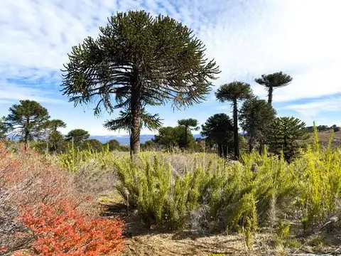 Campos forestales y ganaderos en Aluminé. +13.500 ha con bosques, agua, potencial turístico y CO2