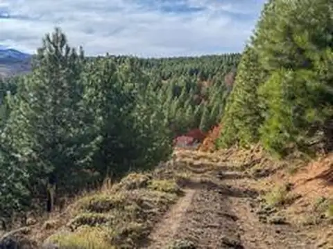 Campos forestales y ganaderos en Aluminé. +13.500 ha con bosques, agua, potencial turístico y CO2