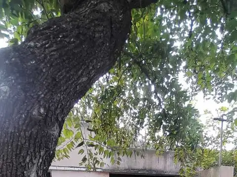 Terrenos y Lotes en Venta en Tolosa [Cod: 161-5013]