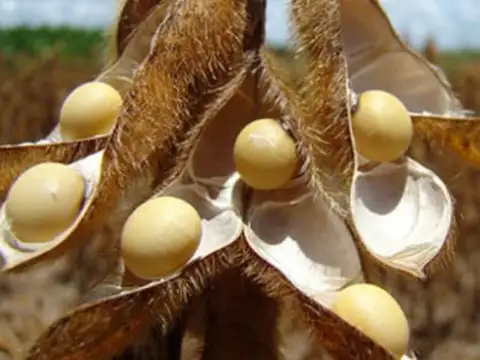 Campo en Venta de 7.000  ha