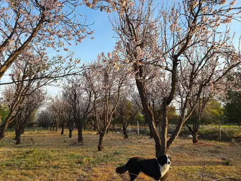 Venta 76has en producción la Ramada Cordoba