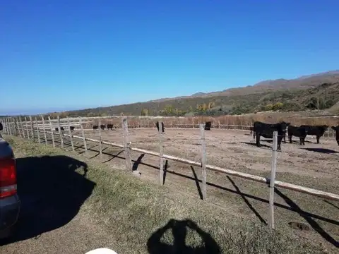 Feedlot - San Luis -