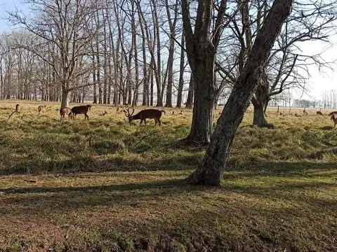 Terreno en Venta de 12745,0 m2