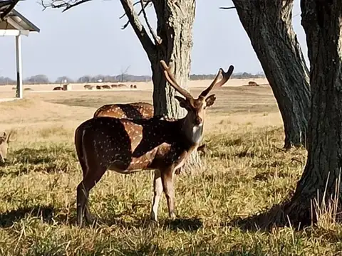 Terreno en Venta en Carmen De Areco, USD 40.000