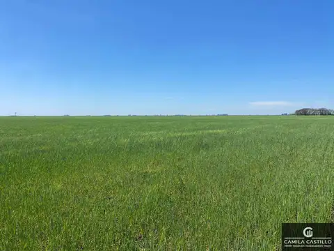 Campo en venta de 305 ha ubicado en Daireaux