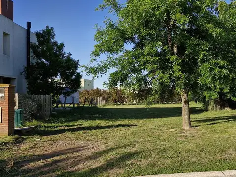 Old Man 704 - Escobar - Haras Santa María