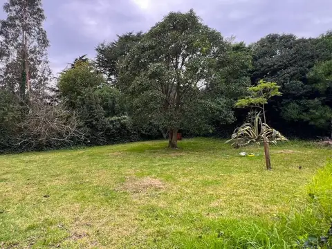 Chingolo entre La Perdiz y La Golondrina 100