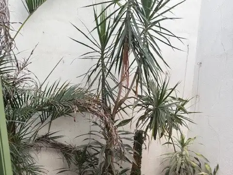 Casa en Alquiler de 3 dormitorios