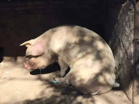 Campo 5 hectáreas c/ casa y pileta