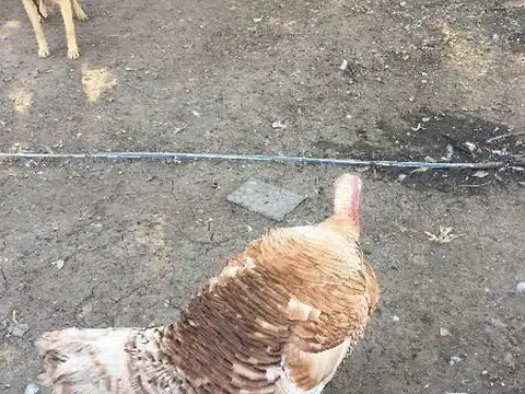 Campo 5 hectáreas c/ casa y pileta