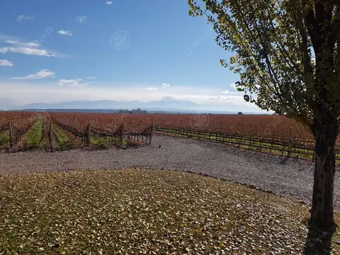 Finca de 23 Has en venta en Mendoza  - Viñedo Premium de Altura