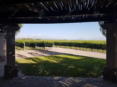 Finca de 23 Has en venta en Mendoza  - Viñedo Premium de Altura
