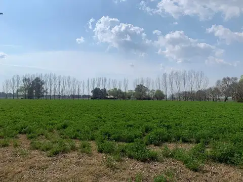 Campo en Alquiler en La Paz Provincia de Entre Rios . 1522 has. Se alquila por menos has