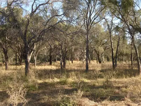 Campo en Venta de 10.000  ha