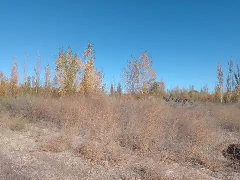 CHACRA EN VENTA EN ALLEN- 6 ha sin producción