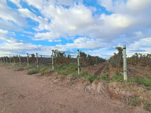 Colonia los Amigos 700