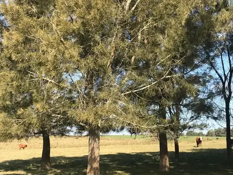 Quinta - Venta - Uruguay, Punta del Este