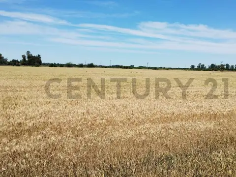 Venta Campo 13.5 Has Carmen de Areco