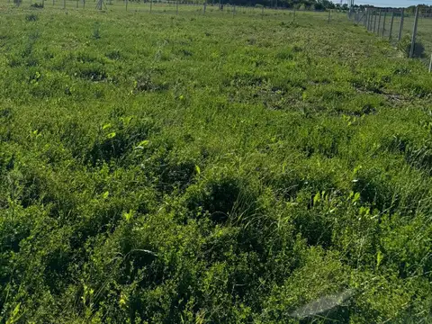 Cno. provincial 031-01