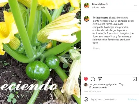 av, de los inmigrantes 1000