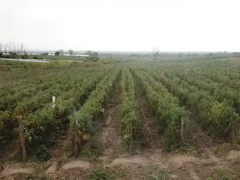 FINCA EN VENTA – COLONIA SANTA ROSA – aprox 28 HA – U$S 15.000 / ha