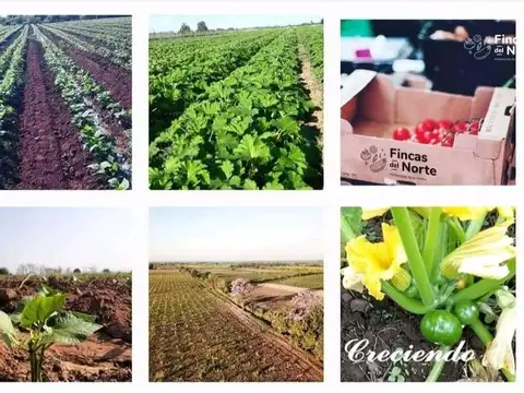 FINCA EN VENTA – COLONIA SANTA ROSA – aprox 28 HA – U$S 15.000 / ha