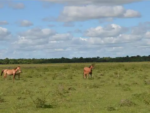 CAMPO A LA VENTA GANADERO EN CORRIENTES, CON EXCELENTES MEJORAS