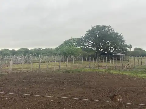 Campo Paraje Malvinas (Corrientes) - 949 has.