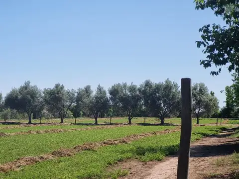 Carril Norte sin número - El Ramblón