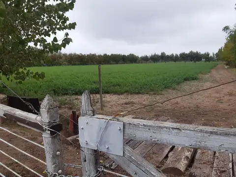 VENTA FINCA  2HA SAN MARTIN MENDOZA