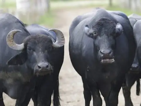 Excelente campo ganadero