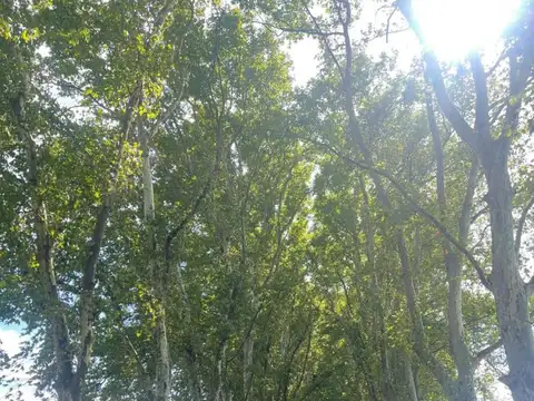 Terreno en Venta en Fighiera, USD 97.000