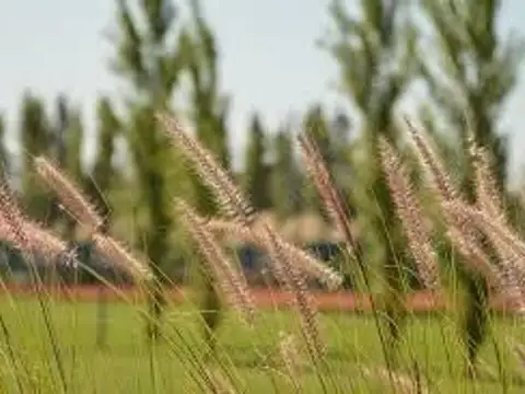 San Roque El Deslinde 1300