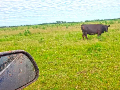 Campo MIXTO en Mercedes - Provincia de Buenos Aires