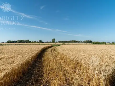 Campo - Venta - Argentina, San Antonio de Areco
