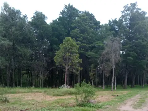 VENTA- CAMPO “LA BUENAVENTURA”– 100 HAS- VILLA TULUMBA