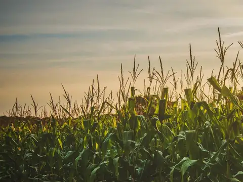 Venta campo sobre A012 Roldán.