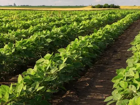 Venta campo sobre A012 Roldán.