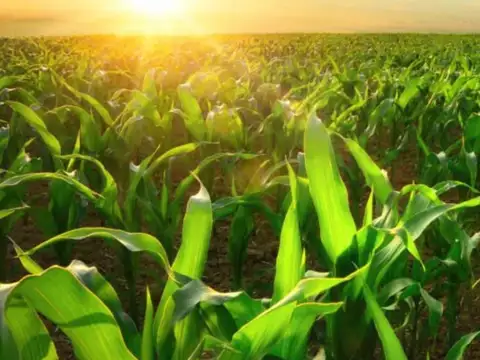 Frente al Parque industrial Roldan, sobre A012